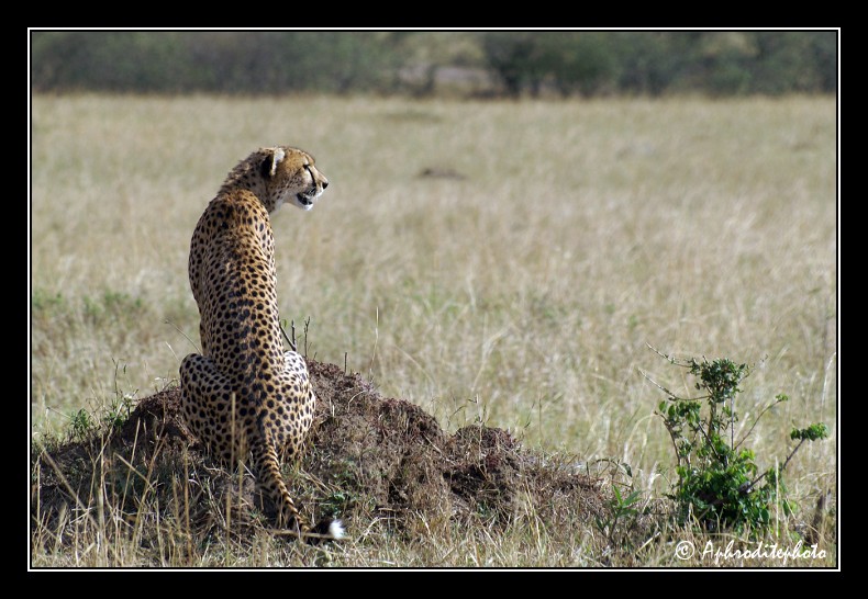 51 Safari Kenya